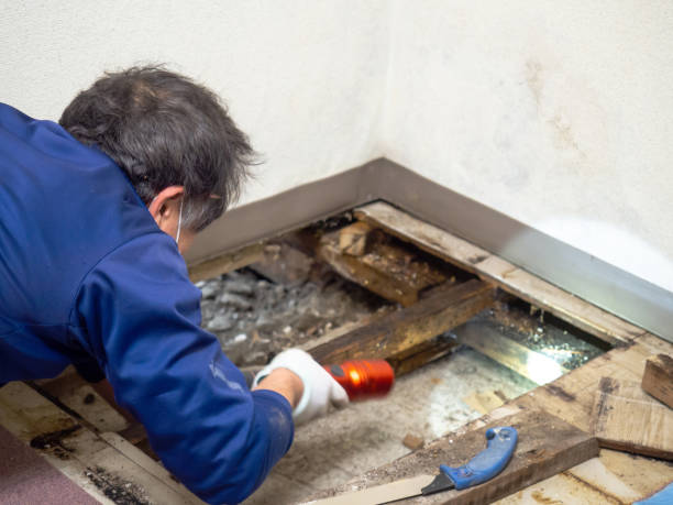 Best Emergency Mold Remediation in Springfield, IL