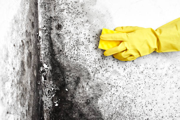 Professional Mold Remediation in Springfield, IL