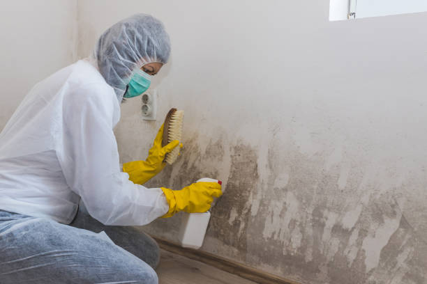 Best Bathroom Mold Remediation in Springfield, IL