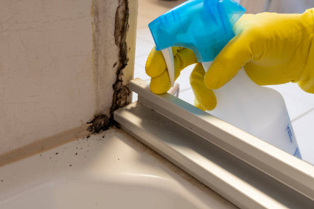 Best DIY Mold Remediation Support Services in Springfield, IL