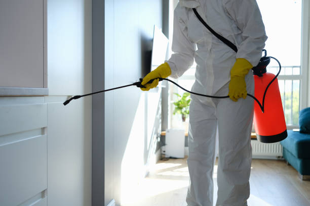 Best Localized Mold Remediation (e.g., coastal areas, humid climates) in Springfield, IL