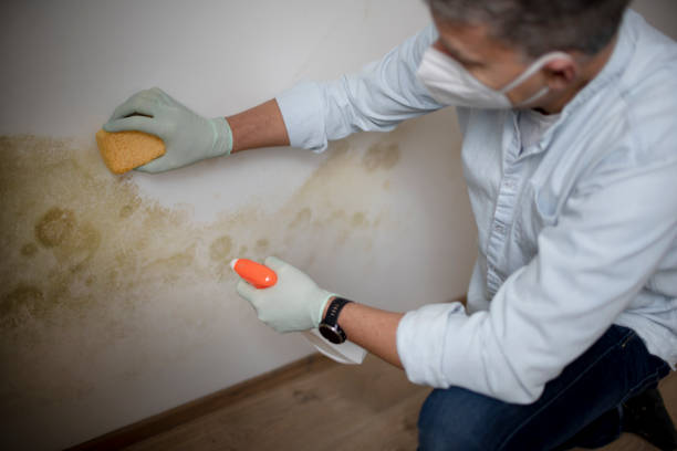 Best Attic Mold Remediation in Springfield, IL