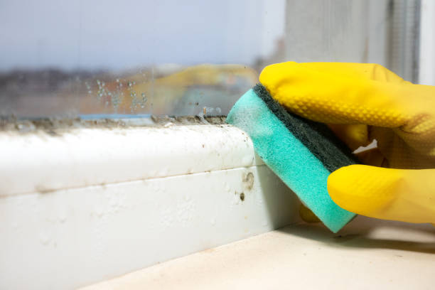 Best Commercial Mold Remediation in Springfield, IL