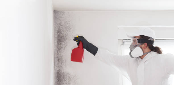 Best Post-Flood Mold Remediation in Springfield, IL