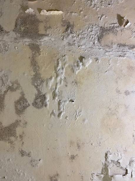 Best Mold Testing and Inspection Services in Springfield, IL