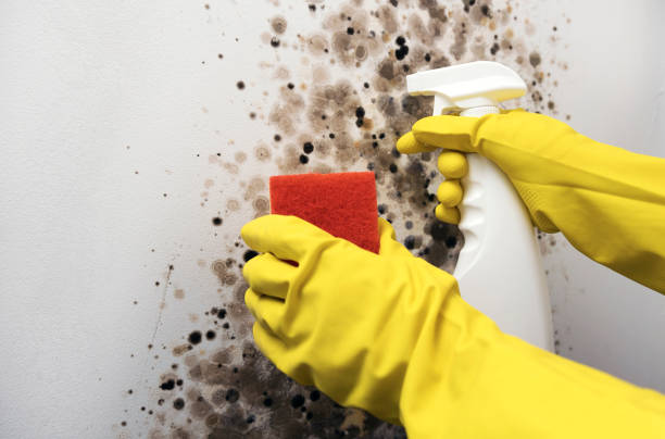 Best Kitchen Mold Remediation in Springfield, IL