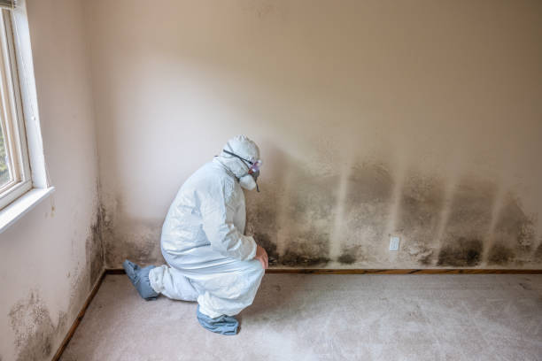 Best Preventive Mold Services in Springfield, IL