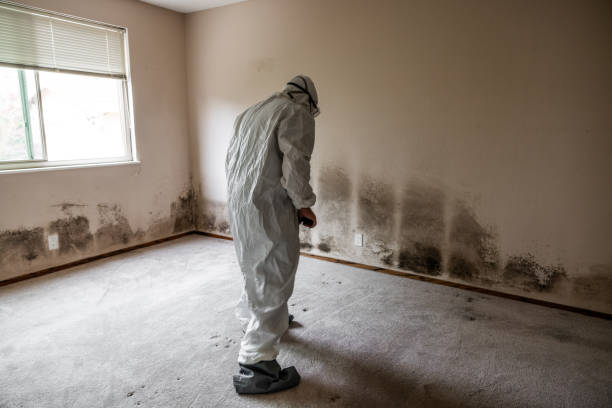 Best Crawl Space Mold Remediation in Springfield, IL