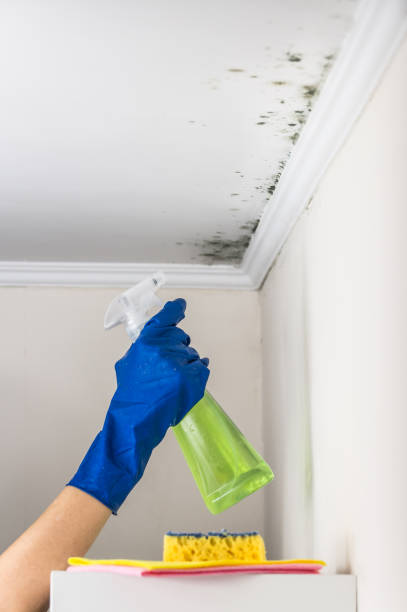 Best Black Mold Remediation in Springfield, IL